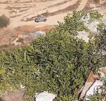 الاحتلال يقتحم عين قينيا ويجرف أشجار المزارعين المكتب الوطني